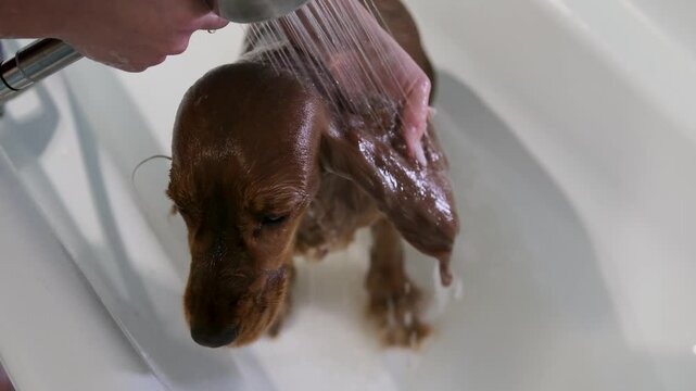 Relaxed Home Grooming Ritual: Gentle Rinsing of a Ginger Cocker Spaniel&rsquo;s Ears with Shower Spray &ndash; Calm, Trusting Moment of Pet Care, Slow Motion, Close-Up Pet Grooming Scene, Moments of Bliss