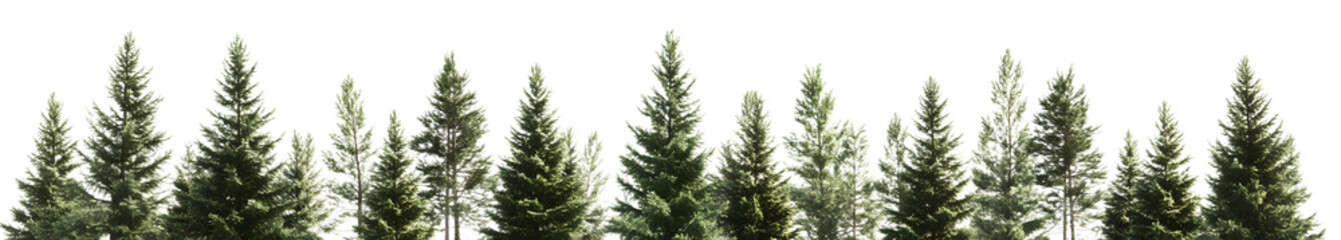 Obraz premium Lush forest landscape featuring tall evergreen trees under a clear blue sky, perfect for nature-themed projects