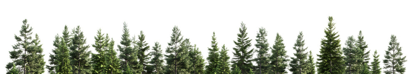 Obraz premium Lush green forest with tall trees under a bright blue sky, creating a serene natural landscape perfect for outdoor activities