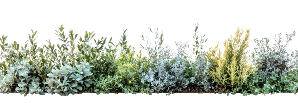 Lush green hedge featuring a variety of plants and shrubs, creating a natural border in a serene outdoor setting