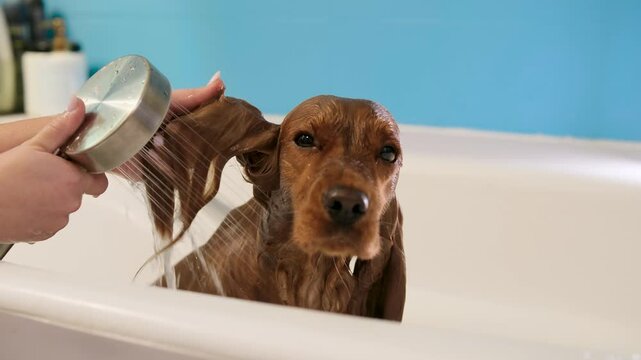 a pleasant ritual of grooming at home: gentle washing of the ears of a red cocker spaniel by female hands from the shower - a calm, trusting moment of grooming a pet, slow motion, close-up grooming 