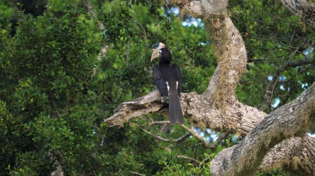 Beautiful malabar pied hornbill perches on large tree branch, turning head slightly. Bird showcasing distinctive white casque and black plumage against lush green foliage. Rare bird in national park