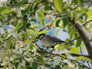 Animals on a branch