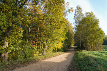 Naklejka premium forest path on an autumn day