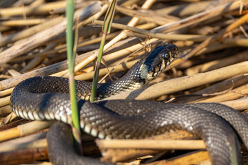 grass snake in the reeds