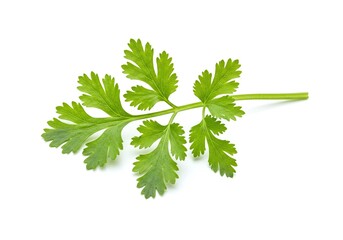 Fototapeta premium Single sprig of fresh cilantro with vibrant green leaves isolated on white background