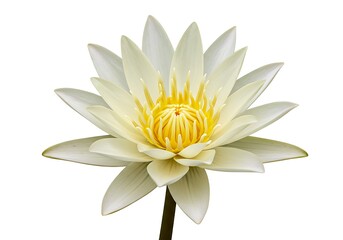 Fototapeta premium Close up of a blooming white lotus flower with yellow center