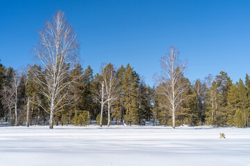 Winter forest on a sunny day. In the foreground is a snow-covered area with a pronounced snow texture.