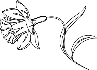 Elegant Daffodil Flower Line Art Botanical Illustration Black And White Spring Floral Design