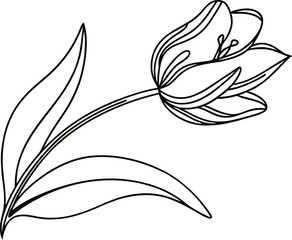 Elegant Tulip Flower Outline Drawing With Detailed Lines And Leaf Illustration