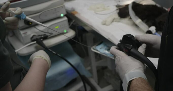 Veterinarians perform a gastroscopy and take a biopsy from an anesthetized cat at a veterinary clinic using specialized medical equipment. The veterinarian operates the gastroscope control panel.