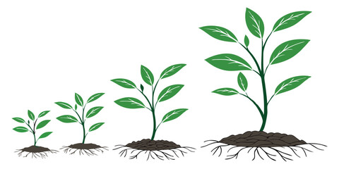 Stages of Plant Growth: Illustrating the Development from Seedling to Mature Plant 