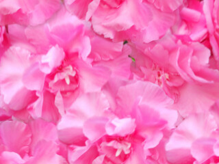 Island Sardinia. Flowering trees. Delicate flowers.