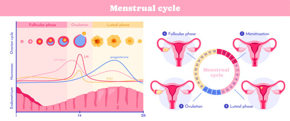 Fototapeta na wymiar Female menstrual cycle. Educational infographic with physiology of female reproductive system. Visualization of uterus with phases of cycle. Ovulation and menstruation. Flat vector illustration