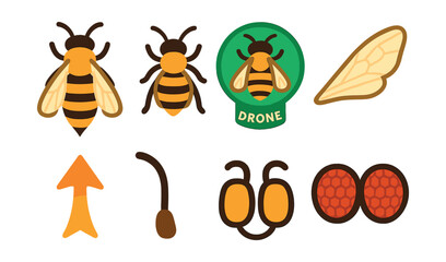 Flat vector icons of bee anatomy and biology: queen bee icon, worker bee, drone bee badge, bee wing diagram, stinger symbol, antenna detail, pollen baskets, compound eyes illustration.