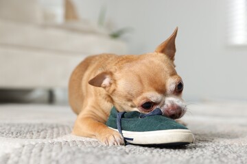 Cute chihuahua dog chewing shoe on floor indoors, closeup