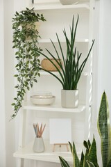Shelving unit with different houseplants and decor indoors