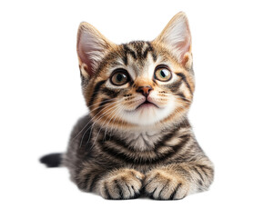 Fototapeta premium Playful kitten posing home animal isolated on transparent background