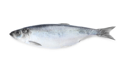 One salted herring on white background, top view