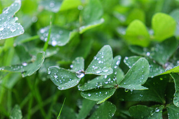Beautiful image of a three -sheet clover with water drops on its surface

