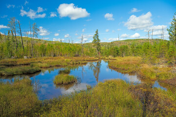 Tiny Pond in the Heart of the North Woods