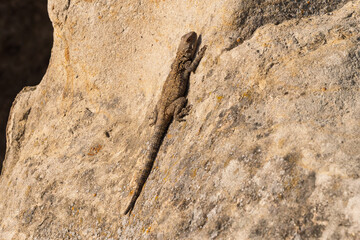 Caucasian agama reptile basking on sunny rock, displaying natural behavior