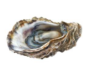 Oyster harvesting techniques coastal waters nature aquatic marine life isolated on transparent background