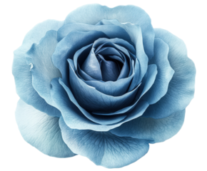 Delicate blue rose bloom in natural light isolated on transparent background