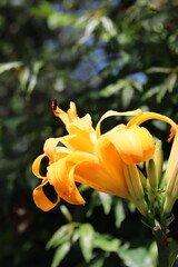 Hemerocallis fulva or day lily. On a sunny day


