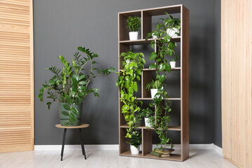 Many beautiful houseplants on shelving unit near grey wall