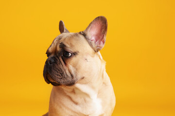 Adorable French bulldog dog on yellow background