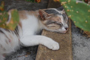A tricolor cat peacefully sleeps with its head resting on a stone edge, partially hidden among green cactus leaves on a quiet outdoor surface concept pets