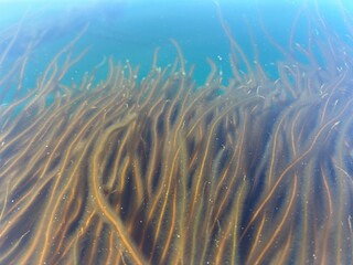 Sea gras in the sea