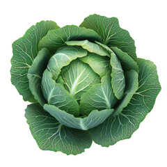 Harvesting fresh green cabbage garden food nature top view isolated on transparent background