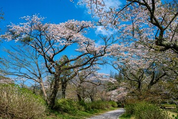 志高湖の桜