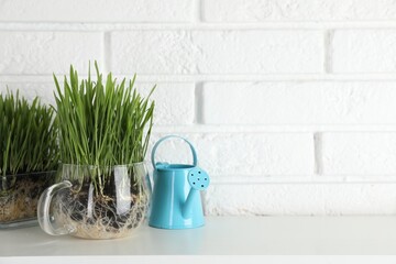 Wheat grass in transparent pots and watering can on table near white brick wall. Space for text