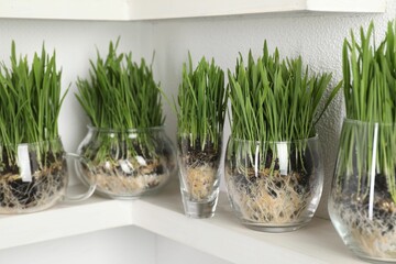 Wheat grass in transparent pots on shelf near light wall, closeup
