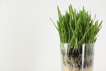 Wheat grass in transparent pot on light background, closeup. Space for text
