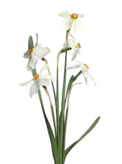 Obraz premium Many beautiful color daffodils isolated on white