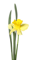 Obraz premium One beautiful yellow daffodil isolated on white