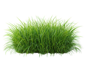 Lush green grass growth in nature landscape isolated on transparent background
