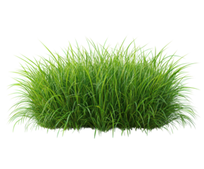 Lush green grass growth in nature landscape isolated on transparent background