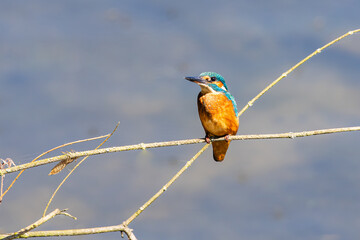 Eisvogel 24