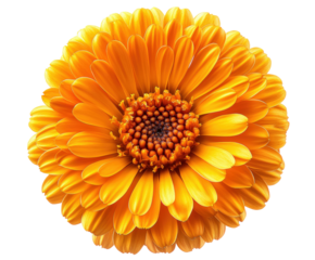 Vibrant orange flower bloom nature view isolated on transparent background