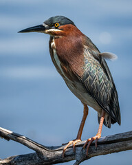 Green Heron hanging out on a branch