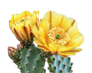 Blooming yellow cactus flowers botanical garden nature isolated on transparent background