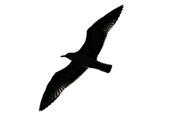 seagull in flight, seagull silhouette 