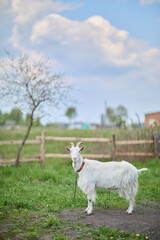 Obraz premium A white domestic goat stands on lush green pasture. Symbol of small-scale dairy farming, goat milk, and artisanal cheese production in spring.
