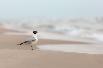 Möwe am Strand der Ostsee