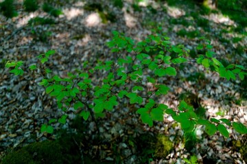 small beech on a forest ground